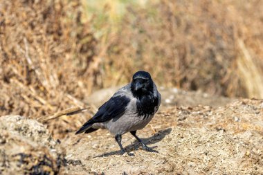 Gri ve siyah tüylü kapüşonlu karga. Böceklerden, tohumlardan ve küçük hayvanlardan oluşan doymak bilmez bir diyet. Boğa Adası, Dublin 'de çekilmiş..