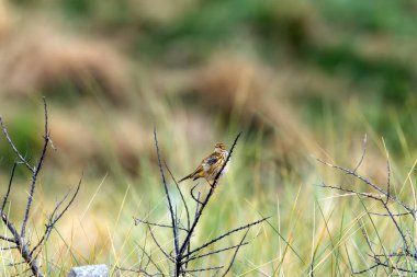 Meadow Pipit, böcek yiyen küçük bir kuş, otlak ovalarda yiyecek arar. Fotoğraf Bull Island, Dublin 'de çekildi.