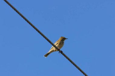 Meadow Pipit, böcek yiyen küçük bir kuş, otlak ovalarda yiyecek arar. Fotoğraf Bull Island, Dublin 'de çekildi.