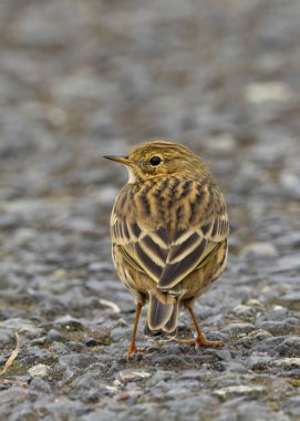 Meadow Pipit, böcek yiyen küçük bir kuş, otlak ovalarda yiyecek arar. Fotoğraf Bull Island, Dublin 'de çekildi.