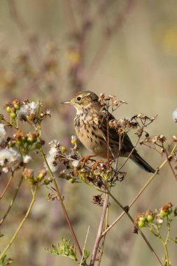 Meadow Pipit, böcek yiyen küçük bir kuş, otlak ovalarda yiyecek arar. Fotoğraf Bull Island, Dublin 'de çekildi.