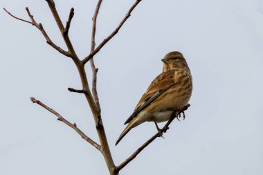 Female Linnet with subtle brown and grey plumage. Feeds on seeds and insects. Photo captured at Turvey Nature Reserve, Dublin. clipart