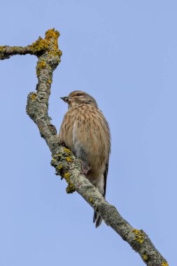 Female Linnet with subtle brown and grey plumage. Feeds on seeds and insects. Photo captured at Turvey Nature Reserve, Dublin. clipart