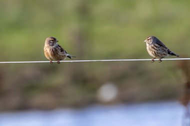 Female Linnet with subtle brown and grey plumage. Feeds on seeds and insects. Photo captured at Turvey Nature Reserve, Dublin. clipart