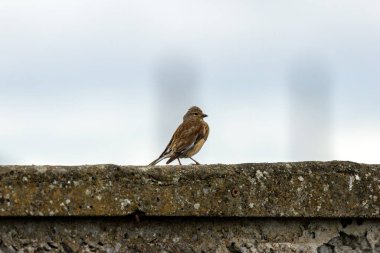 Female Linnet with subtle brown and grey plumage. Feeds on seeds and insects. Photo captured at Turvey Nature Reserve, Dublin. clipart