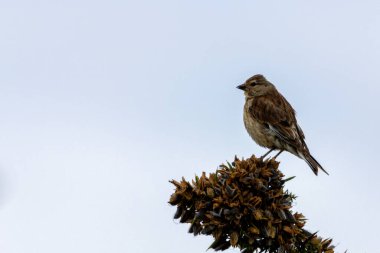 Female Linnet with subtle brown and grey plumage. Feeds on seeds and insects. Photo captured at Turvey Nature Reserve, Dublin. clipart