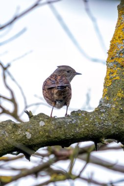 Çizgili kahverengi ve gri tüylü Dunnock. Böcek ve tohumlarla besleniyor. Dublin 'deki Peder Collins Park' ta çekilmiş..