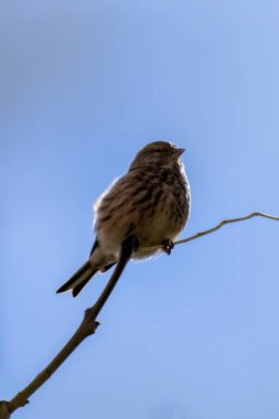 Female Linnet with subtle brown and grey plumage. Feeds on seeds and insects. Photo captured at Turvey Nature Reserve, Dublin. clipart