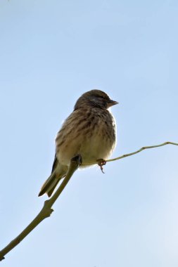 Female Linnet with subtle brown and grey plumage. Feeds on seeds and insects. Photo captured at Turvey Nature Reserve, Dublin. clipart