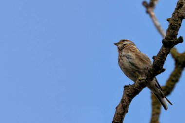 İnce kahverengi ve gri tüylü dişi Linnet. Tohumlar ve böceklerle besleniyor. Fotoğraf Turvey Doğa Koruma Alanı, Dublin 'de çekildi..