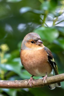 Canlı turuncu ve mavi tüylü erkek Chaffinch. Tohumlar ve böceklerle besleniyor. Dublin 'deki Peder Collins Park' ta çekilmiş..