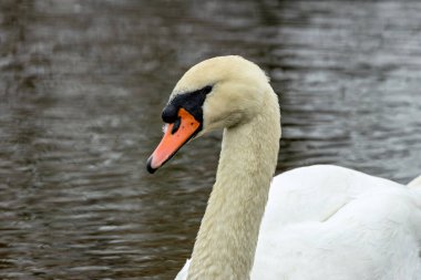 White Mute Swan with elegant long neck. Feeds on aquatic plants and small fish. Photographed at Father Collins Park, Dublin. clipart