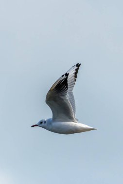 Black-headed Gull in flight, feeds on insects and small fish. Captured in Clontarf, Dublin, Ireland. clipart