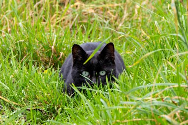 Black European Shorthair kedisi Dublin 'deki Baldoyle Yarış Pisti' nde görüldü. Etobur, küçük hayvanları avlar..
