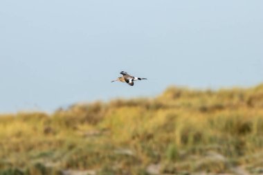 Black-tailed Godwit with long legs and straight bill. Feeds on invertebrates in mudflats. Photographed at Bull Island, Clontarf, Dublin. clipart