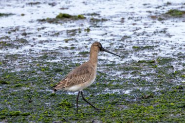 Uzun bacakları ve düz gagası olan kara kuyruklu Godwit. Çamurda yaşayan omurgasızlarla besleniyor. Bull Island, Clontarf, Dublin 'de çekilmiş..