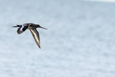 Black-tailed Godwit with long legs and straight bill. Feeds on invertebrates in mudflats. Photographed at Bull Island, Clontarf, Dublin. clipart