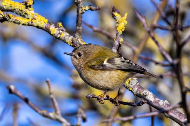 Goldcrest (Regulus regulus), Avrupa 'daki Ormanlık ve Bahçeler' de bulunur.
