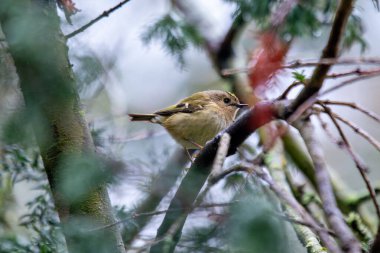 Goldcrest (Regulus regulus), Found in Woodlands and Gardens Across Europe clipart