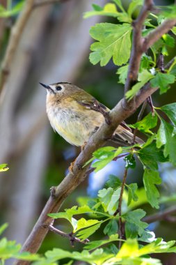 Goldcrest (Regulus regulus), Avrupa 'daki Ormanlık ve Bahçeler' de bulunur.
