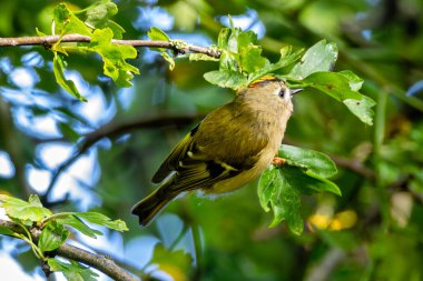 Goldcrest (Regulus regulus), Avrupa 'daki Ormanlık ve Bahçeler' de bulunur.