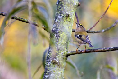 Goldcrest (Regulus regulus), Found in Woodlands and Gardens Across Europe clipart