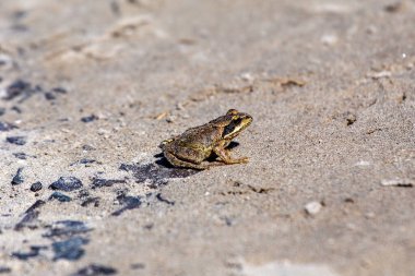 Baldoyle Yarış Pisti, Dublin 'de yaygın kurbağa görüldü. Böcek, sümüklüböcek ve solucan yiyor. Sulak alanlara özgü.