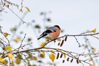 Male bullfinch with vibrant plumage. Feeds on seeds and buds. Photographed at Turvey Nature Reserve, Ireland. clipart