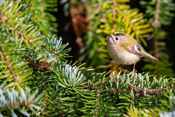 Goldcrest (Regulus regulus), Avrupa 'daki Ormanlık ve Bahçeler' de bulunur.