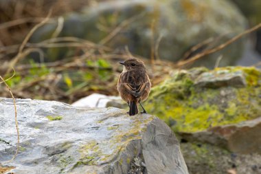 Boğa Adası, Dublin 'de Stonechat görüldü. Açık otlaklarda ve kıyı habitatlarında böcek yiyen kuş bulundu..