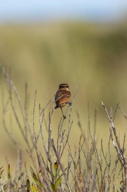 Boğa Adası, Dublin 'de Stonechat görüldü. Açık otlaklarda ve kıyı habitatlarında böcek yiyen kuş bulundu..