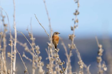 Boğa Adası, Dublin 'de Stonechat görüldü. Açık otlaklarda ve kıyı habitatlarında böcek yiyen kuş bulundu..