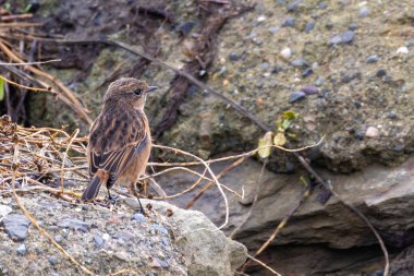 Boğa Adası, Dublin 'de Stonechat görüldü. Açık otlaklarda ve kıyı habitatlarında böcek yiyen kuş bulundu..