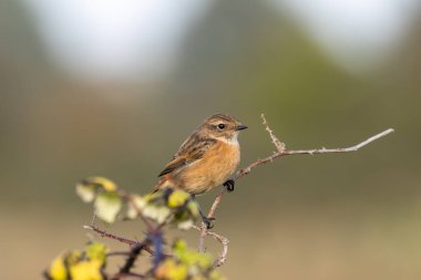 Boğa Adası, Dublin 'de Stonechat görüldü. Açık otlaklarda ve kıyı habitatlarında böcek yiyen kuş bulundu..