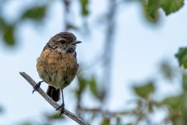 Boğa Adası, Dublin 'de Stonechat görüldü. Açık otlaklarda ve kıyı habitatlarında böcek yiyen kuş bulundu..