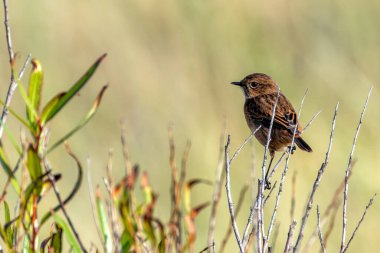 Boğa Adası, Dublin 'de Stonechat görüldü. Açık otlaklarda ve kıyı habitatlarında böcek yiyen kuş bulundu..