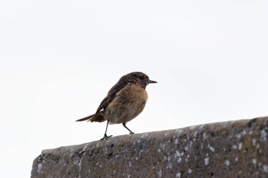 Boğa Adası, Dublin 'de Stonechat görüldü. Açık otlaklarda ve kıyı habitatlarında böcek yiyen kuş bulundu..