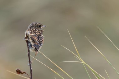 Boğa Adası, Dublin 'de Stonechat görüldü. Açık otlaklarda ve kıyı habitatlarında böcek yiyen kuş bulundu..