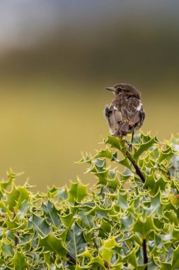 Boğa Adası, Dublin 'de Stonechat görüldü. Açık otlaklarda ve kıyı habitatlarında böcek yiyen kuş bulundu..