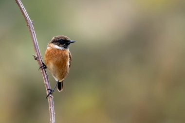 Boğa Adası, Dublin 'de Stonechat görüldü. Açık otlaklarda ve kıyı habitatlarında böcek yiyen kuş bulundu..