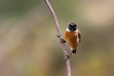 Boğa Adası, Dublin 'de Stonechat görüldü. Açık otlaklarda ve kıyı habitatlarında böcek yiyen kuş bulundu..