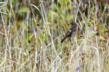 Boğa Adası, Dublin 'de Stonechat görüldü. Açık otlaklarda ve kıyı habitatlarında böcek yiyen kuş bulundu..