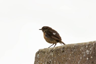 Boğa Adası, Dublin 'de Stonechat görüldü. Açık otlaklarda ve kıyı habitatlarında böcek yiyen kuş bulundu..
