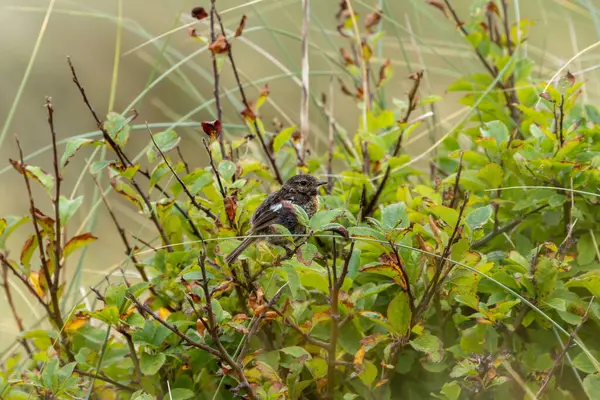 Boğa Adası, Dublin 'de Stonechat görüldü. Açık otlaklarda ve kıyı habitatlarında böcek yiyen kuş bulundu..