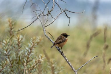 Boğa Adası, Dublin 'de Stonechat görüldü. Açık otlaklarda ve kıyı habitatlarında böcek yiyen kuş bulundu..