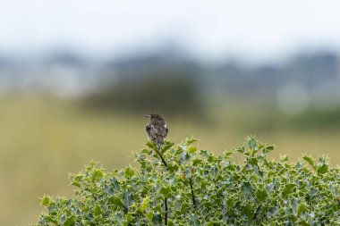 Boğa Adası, Dublin 'de Stonechat görüldü. Açık otlaklarda ve kıyı habitatlarında böcek yiyen kuş bulundu..