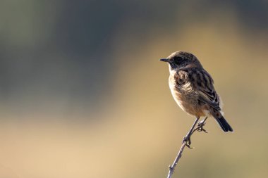 Boğa Adası, Dublin 'de Stonechat görüldü. Açık otlaklarda ve kıyı habitatlarında böcek yiyen kuş bulundu..