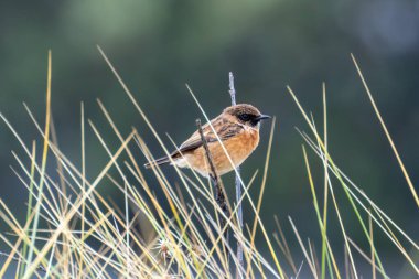 Boğa Adası, Dublin 'de Stonechat görüldü. Açık otlaklarda ve kıyı habitatlarında böcek yiyen kuş bulundu..