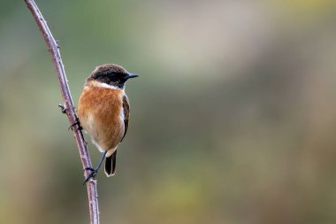 Boğa Adası, Dublin 'de Stonechat görüldü. Açık otlaklarda ve kıyı habitatlarında böcek yiyen kuş bulundu..