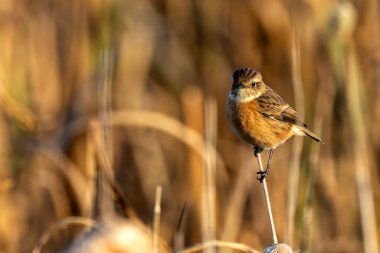 Boğa Adası, Dublin 'de Stonechat görüldü. Açık otlaklarda ve kıyı habitatlarında böcek yiyen kuş bulundu..